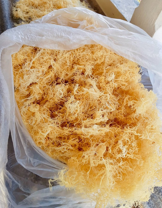 Organic Raw Irish Sea Moss